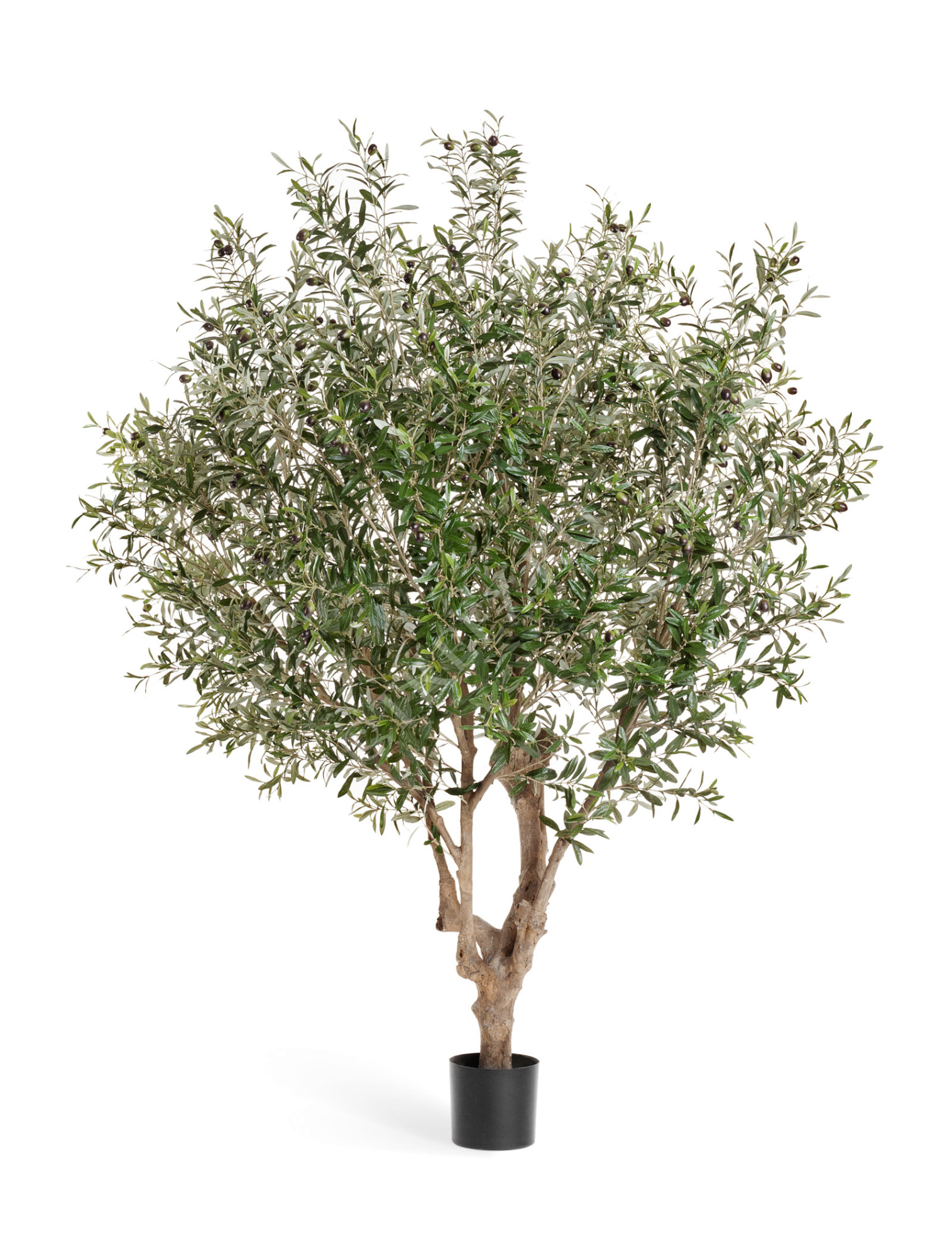 10.27406N Олива Джи-Форест с плодами (сборная) Цветочная коллекция 