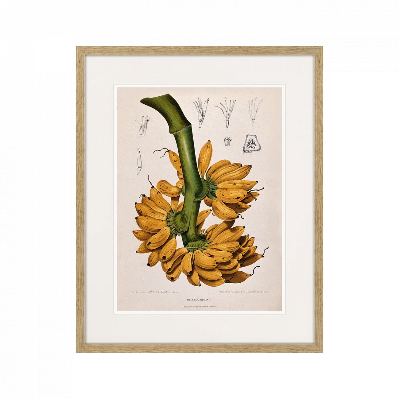 Картина в раме 52х42 см Exotic plants of the world №9, 1815г. КАРТИНЫ В КВАРТИРУ  264352 Желтый;зеленый;разноцветный  - Вид №1