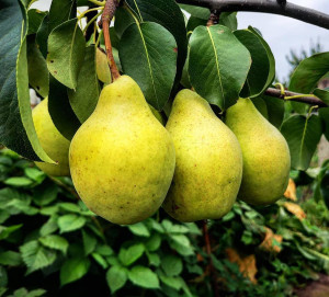84659530 Груша Просто Мария ø22 h120 см STLM-0053404 PLANTMARKET