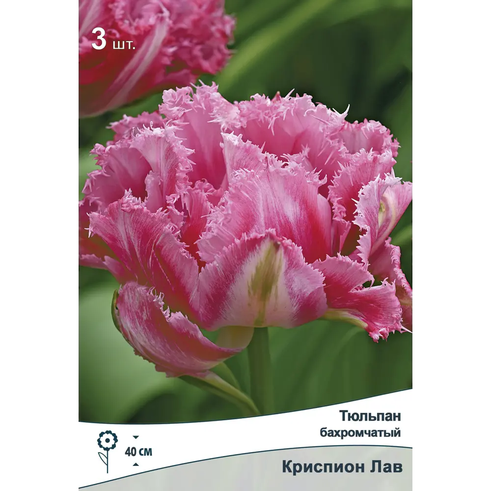 Тюльпан Криспион Лав от ПОИСК - розовые бахромчатые луковицы для сада 89381343 STLM-1568450