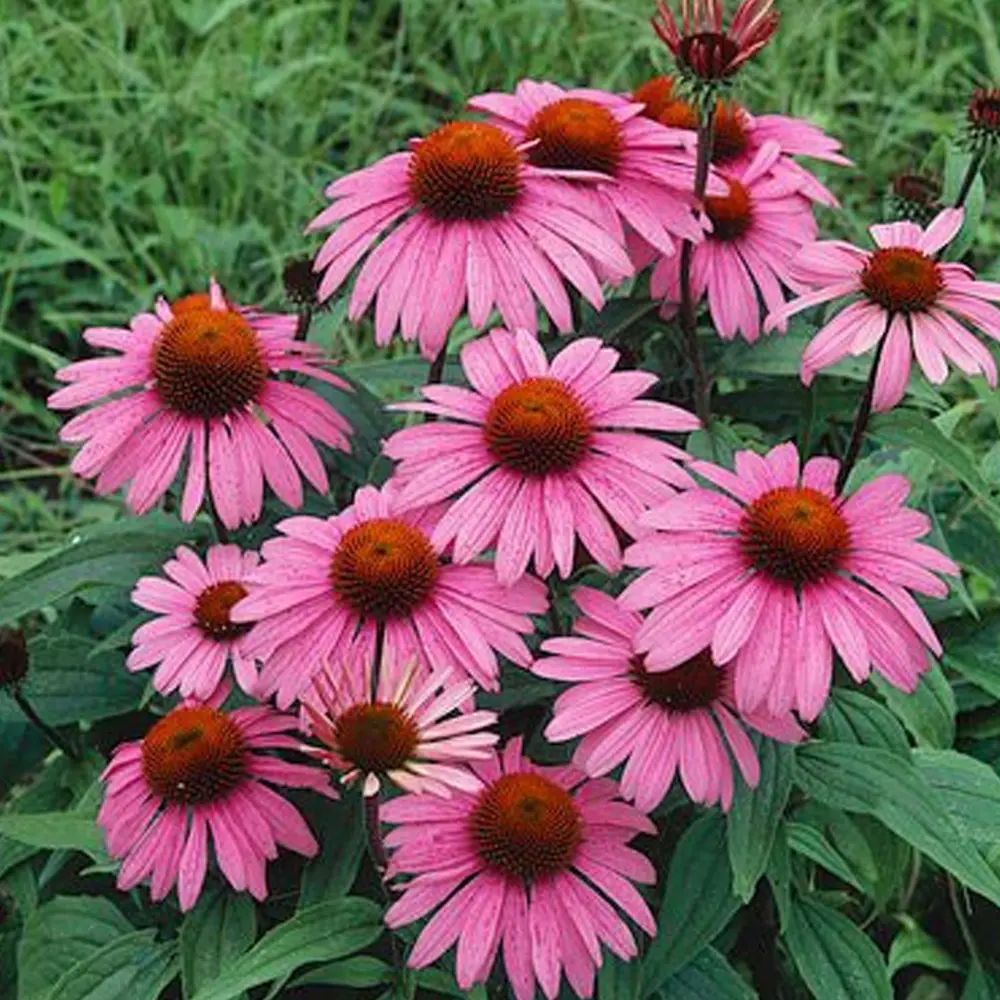 Эхинацея «Purpurea Magnus I» 13064919 STLM-2187123 GEOLIA 