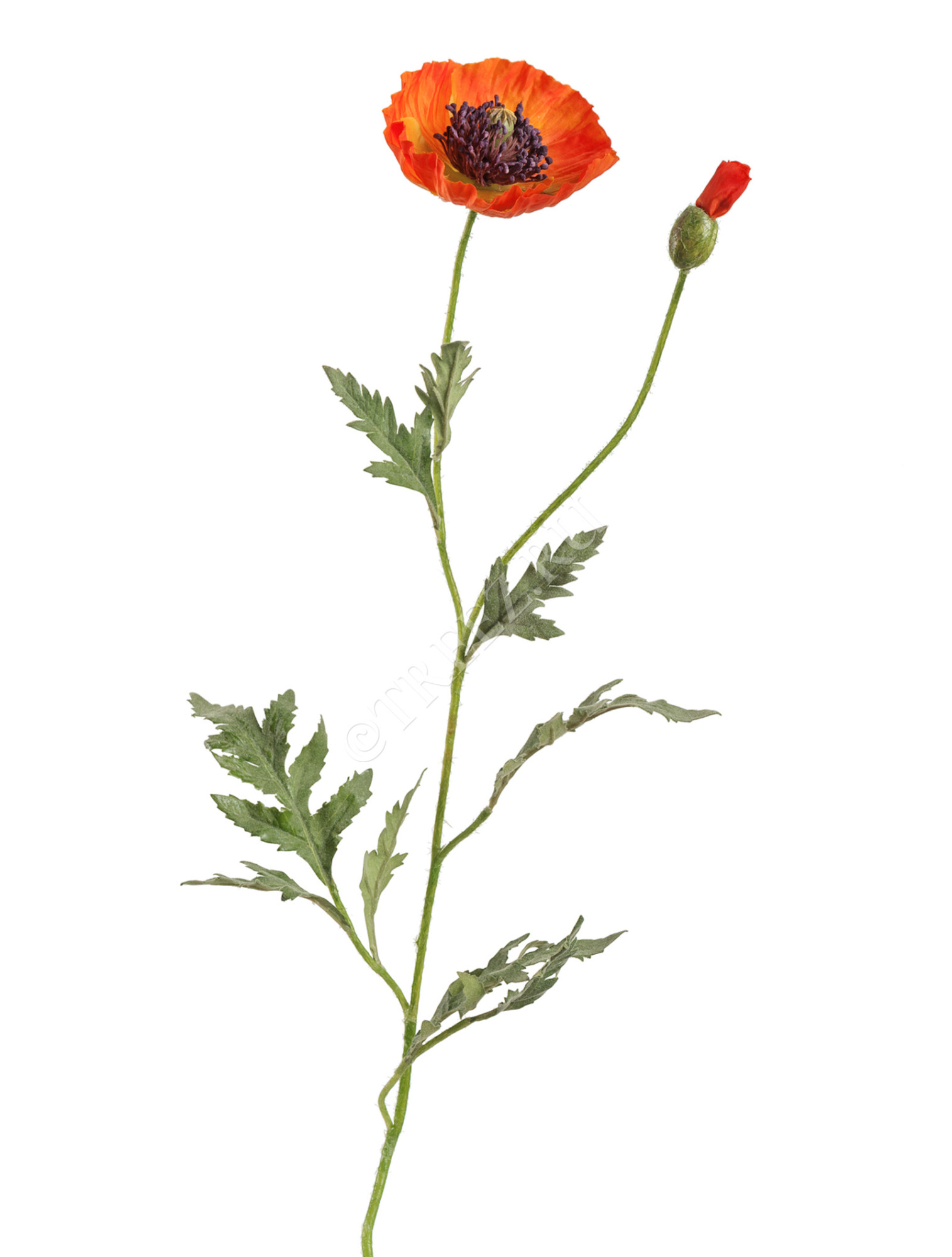 30.03110115OR Мак восточный оранжевый Цветочная коллекция 