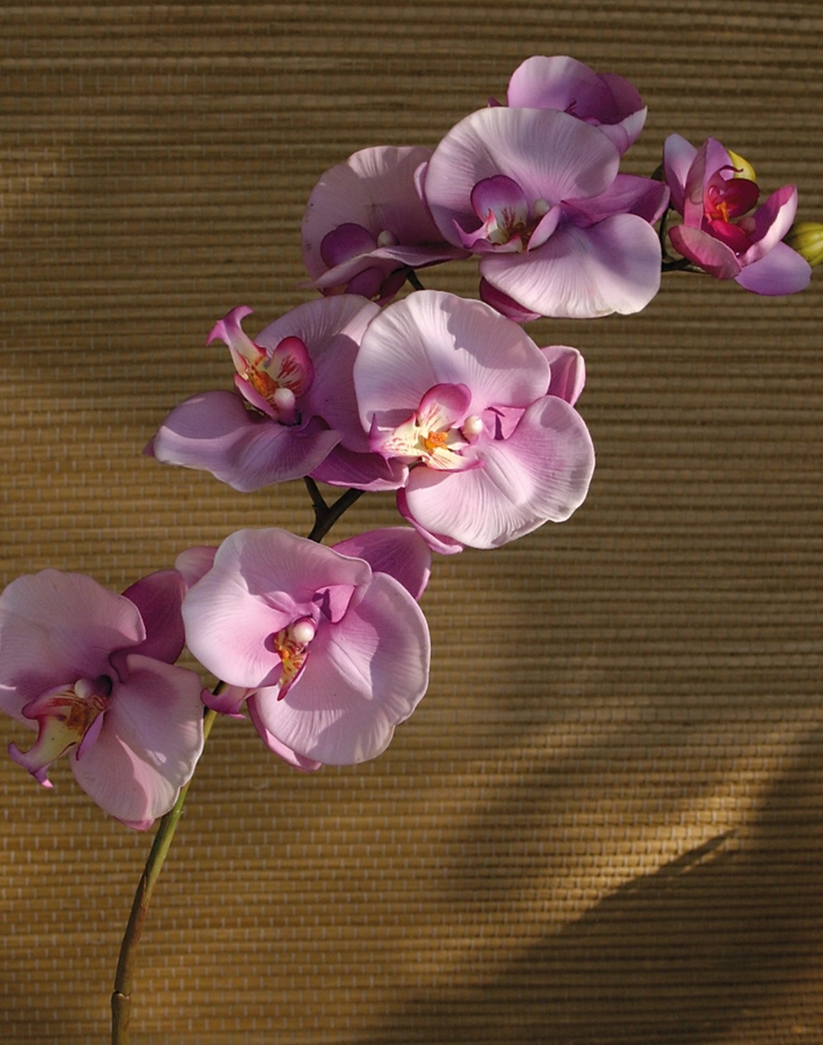 2581 227 a3 Пластиковая орхидея Phalaenopsis, 103 см, real touch, светло-фиолетовый-темно-фиолетовый H-andreas  - Вид №1