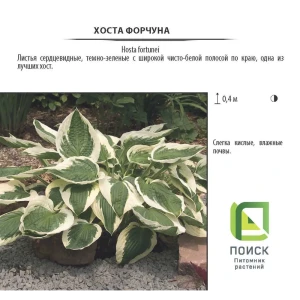 Хоста Форчуна (V1,5-2л) 16572695 STLM-2037738