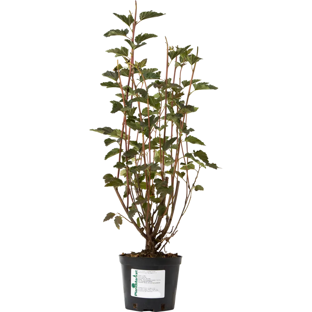 Пузыреплодник калинолистный «Ред Барон» C1.5 82174051 STLM-2018950 PLANTMARKET  - Вид №2