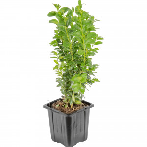 18381471 Буксус «Арборесценс», 10х10-15 см