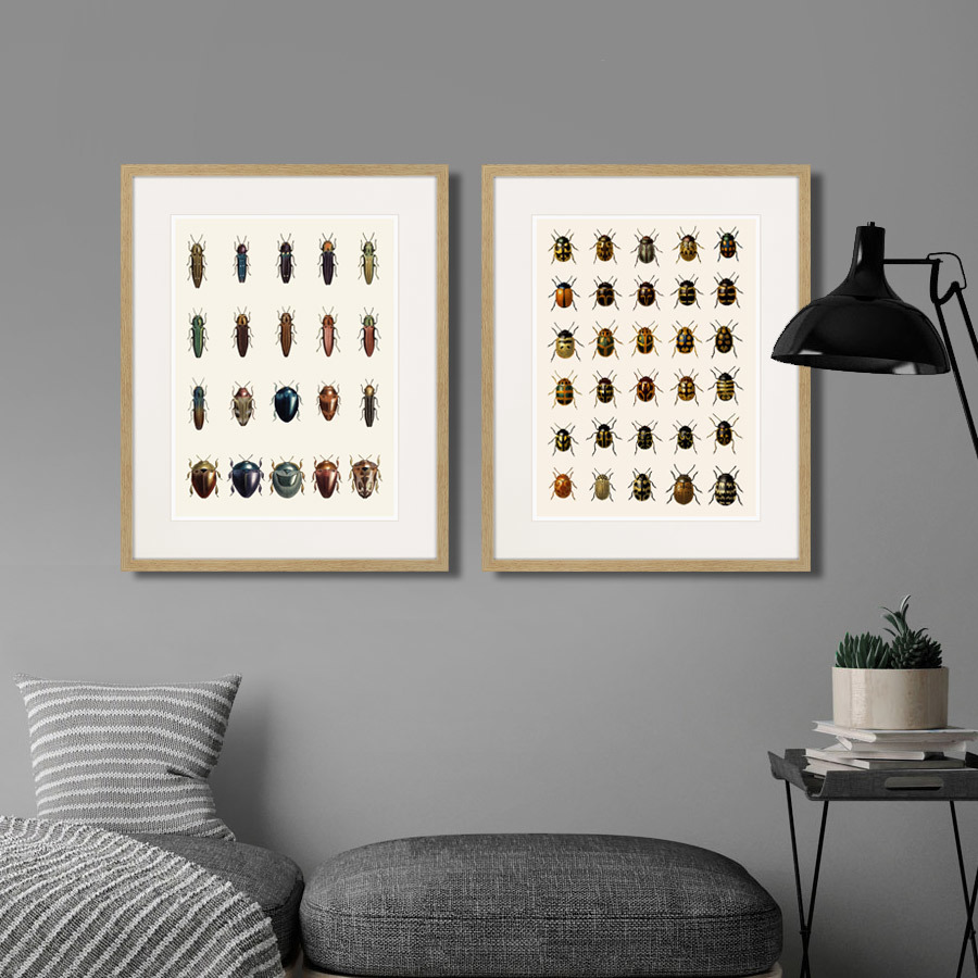 Картина в раме 52х42 см Assorted Beetles №3, 1735г. КАРТИНЫ В КВАРТИРУ  264418 Бежевый;коричневый;разноцветный  - Вид №2