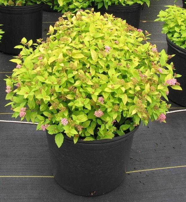 Спирея японская Голдмаунд Santreyd - золотистый карликовый кустарник 16572636 STLM-0006942