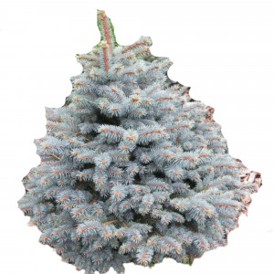 85166691 Ель колючая Хупси ø42 h60-80 см