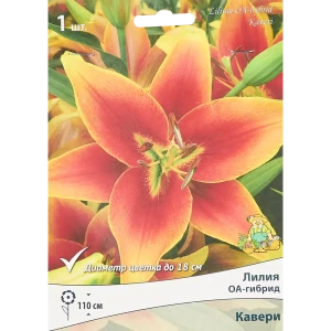 Лилия оа-гибрид Кавери 85205730 STLM-2140468
