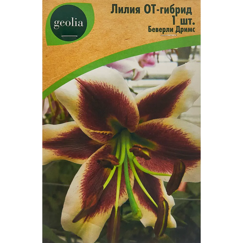 Лилия Geolia от-гибрид Беверли Дримс STLM-2203239