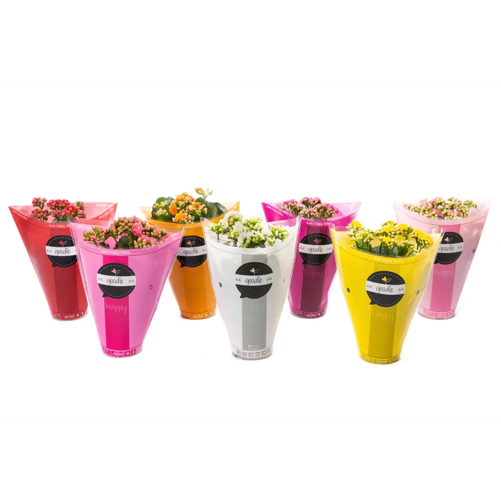 Каланхое двойной Гуди микс - цветущее комнатное растение в горшке ø10.5 см 89434517 Santreyd STLM-1580395