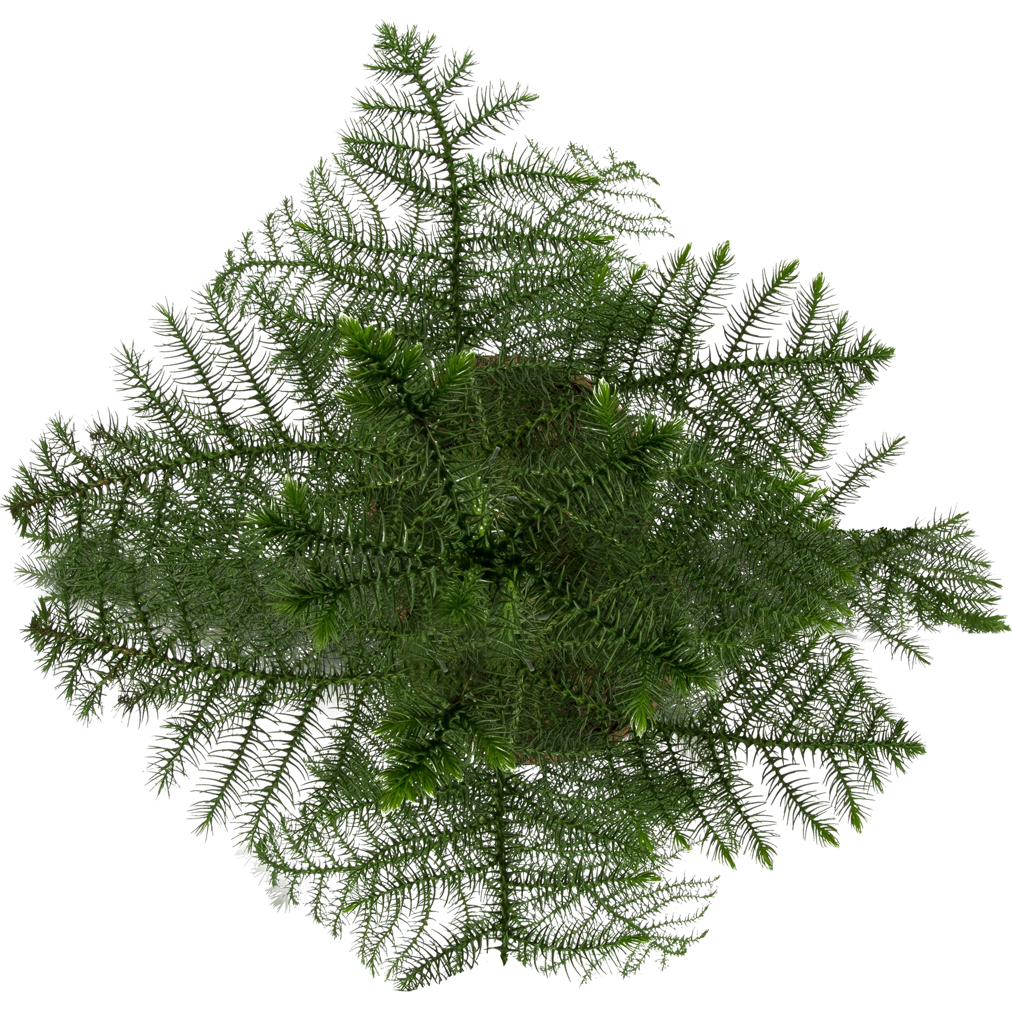 82399618 Араукария 21x90 см Santreyd  - Вид №1