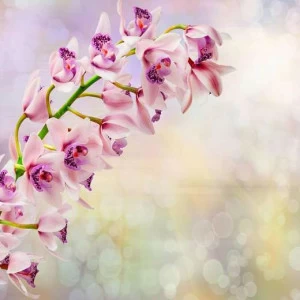 WP00816 Фотообои Verol Фотообои decoline 1х1 м