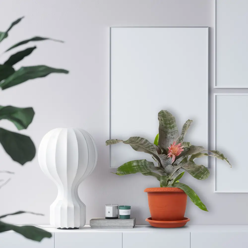 Santreyd Эхмея Примера - эксклюзивное комнатное растение с розовым цветением 14750291 STLM-0005086 - Вид №3