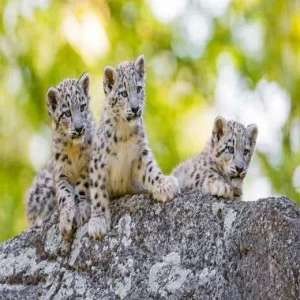 WP02061 Фотообои Verol Фотообои decoline 1х1 м