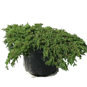 Можжевельник обыкновенный Грин Карпет ø19 h45 см