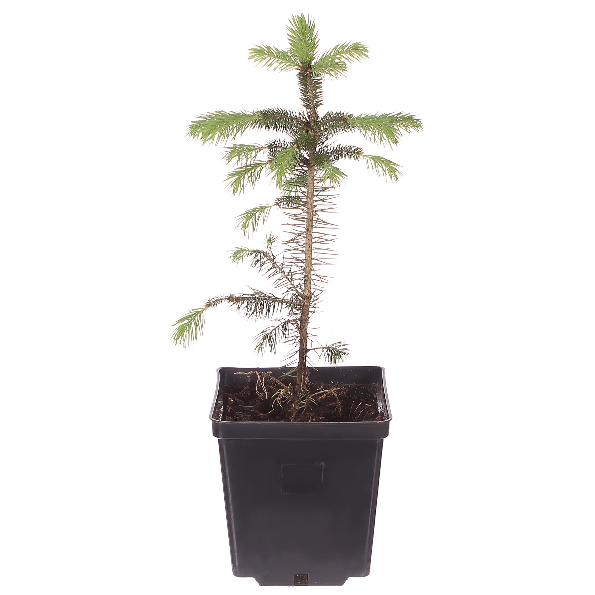 81954890 Ель колючая С2.4 «Мисти Блю» h40 Santreyd 