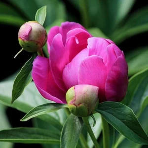 WP00814 Фотообои Verol Фотообои decoline 1х1 м