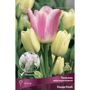 Тюльпан многоцветковый Кэнди Клаб ПОИСК - розово-белое очарование 89381316