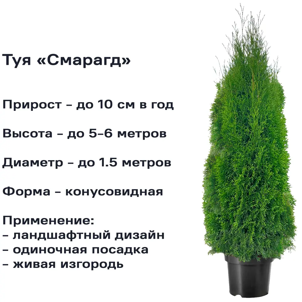 Туя западная Смарагд 100-120 см С20 17859145 STLM-2118828 Santreyd  - Вид №1