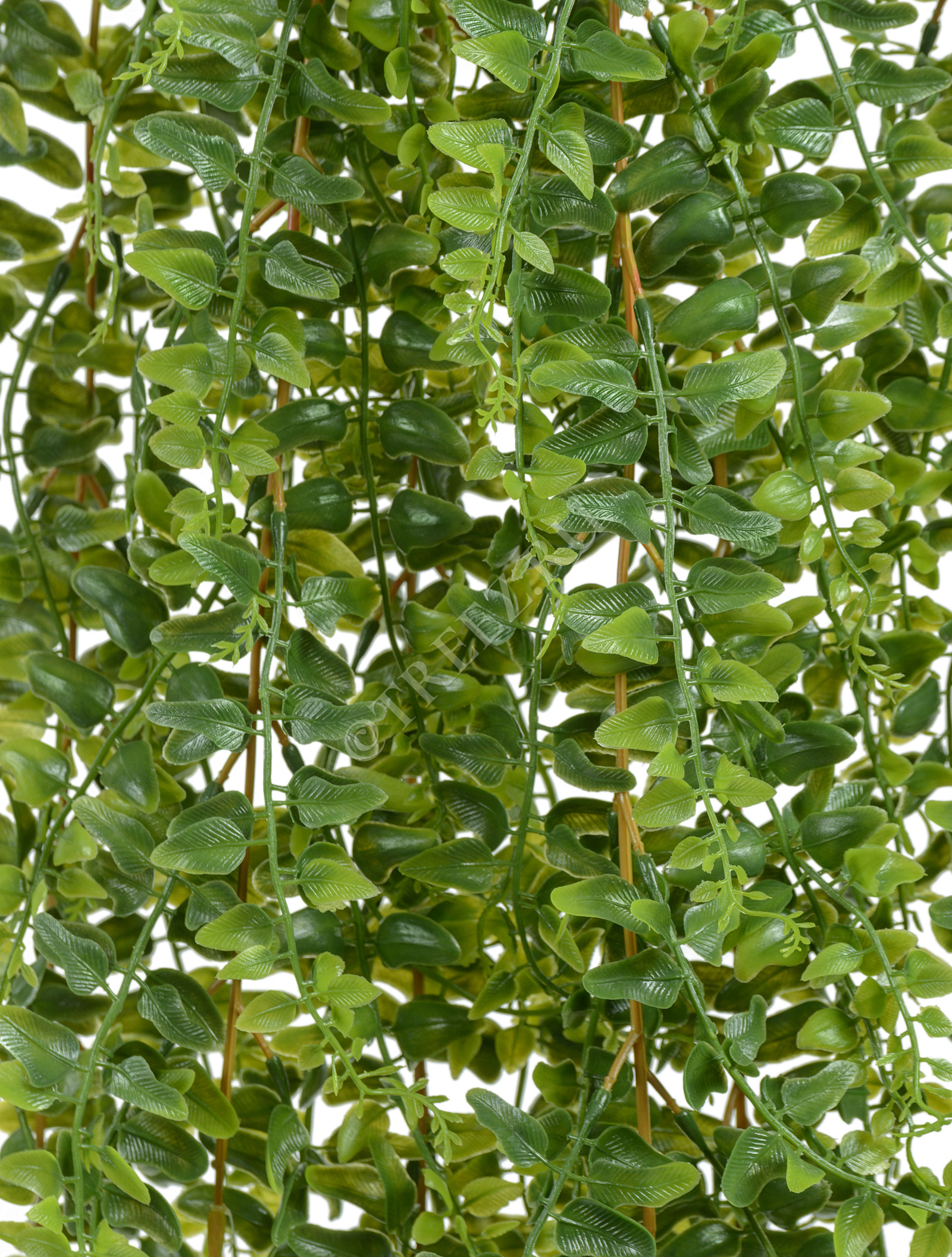 20.1412XXL Папоротник Лесной ампельный Цветочная коллекция  - Вид №1