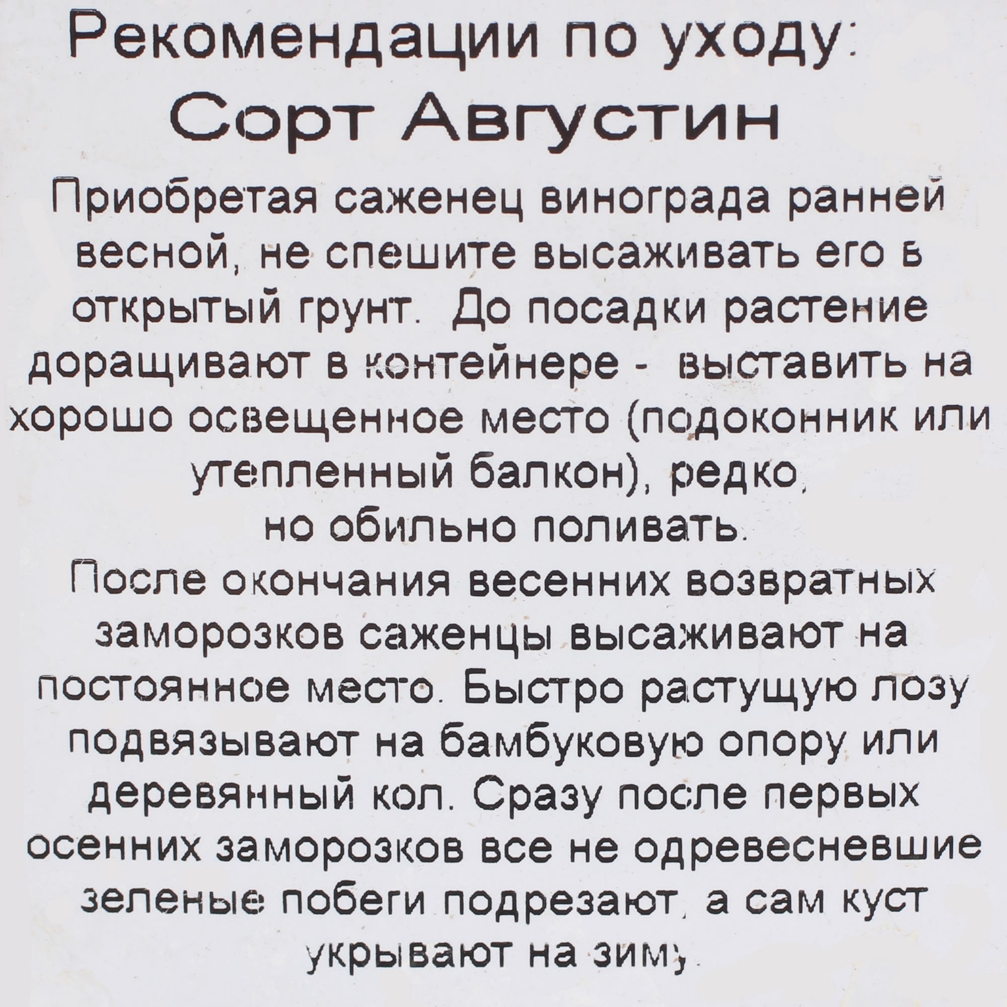 81954903 Виноград плодовый С2 «Августин» h50 Santreyd  - Вид №1