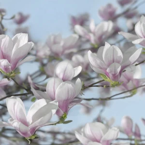 8-738-Magnolia Фотообои Komar Imagine Edition 2 254х368 м