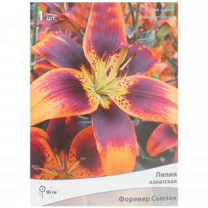 81945453 Лилия азиатская «Форевер Сьюзан»