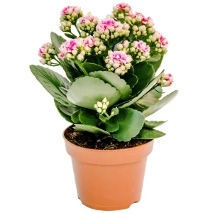 89373472 Каланхое Хапинес микс ø12 h25 см STLM-0964471