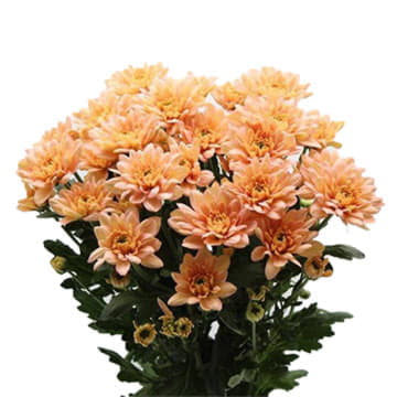 Хризантема кустовая балтика сальмон 70 см Santreyd 25257 - Вид №1