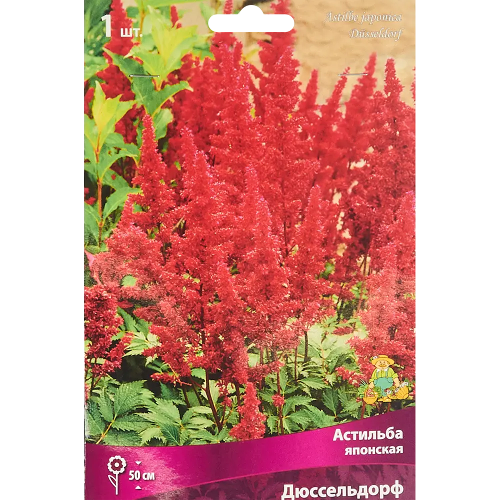 Астильба Дюссельдорф ПОИСК - яркое украшение сада 85186015 STLM-1566813