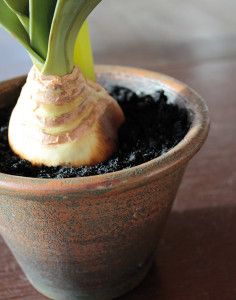 2422 449 a3 Амариллис пластиковый, горшечный, 65 см, бордовый H-andreas