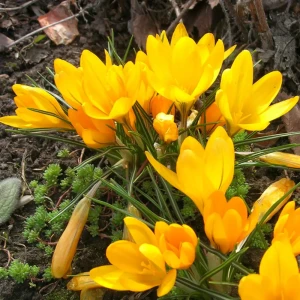 Крокус Geolia «Golden Bunch»