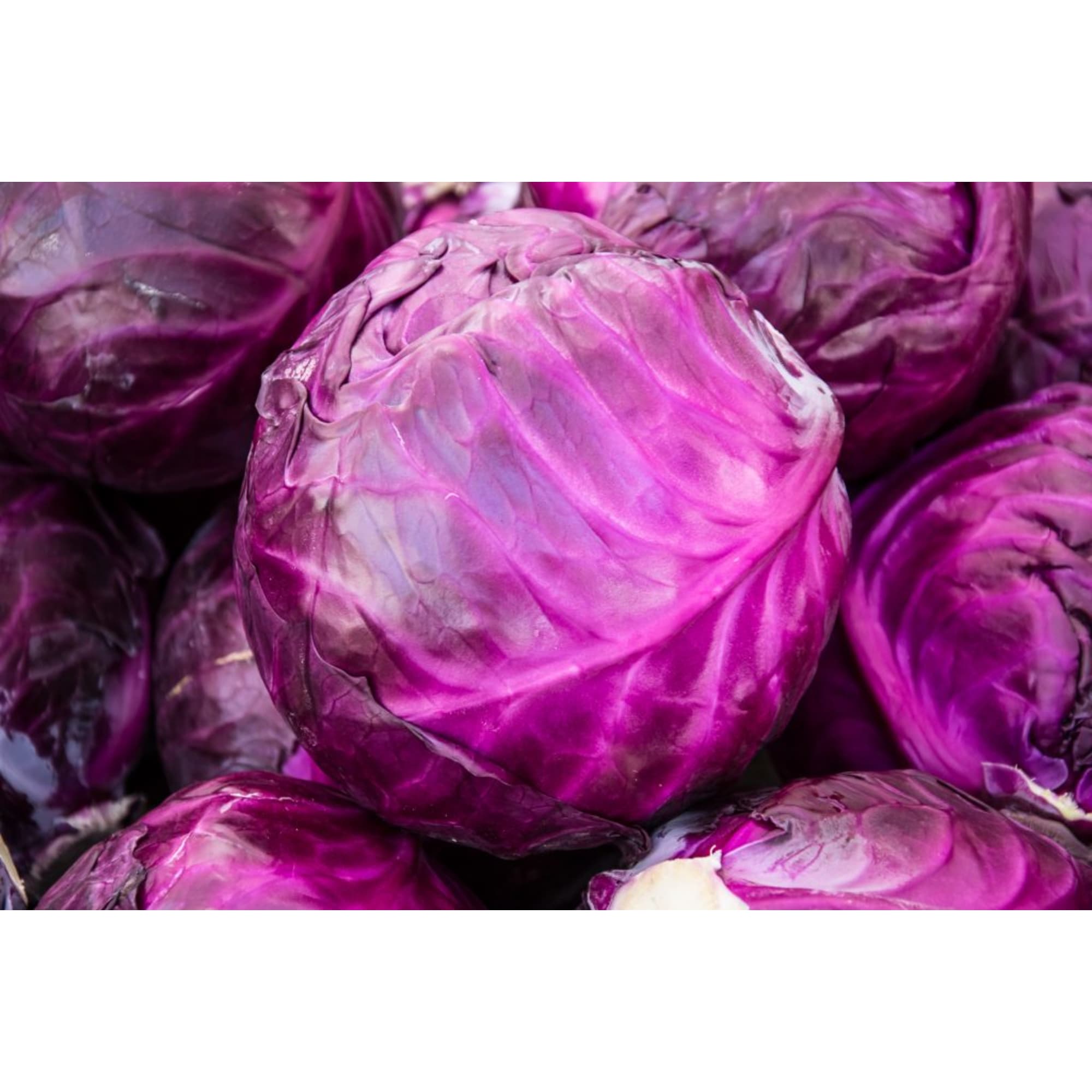 82585472 Капуста краснокачанная в кассете, 6 шт Santreyd 