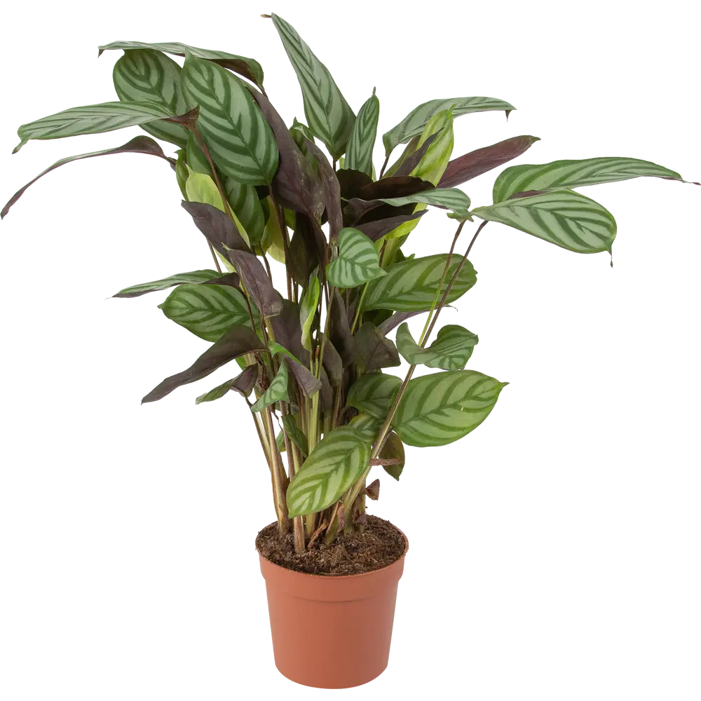 Ктенанта Бурле маркси от Santreyd — изящное комнатное растение с декоративными листьями 85062749 STLM-0957886