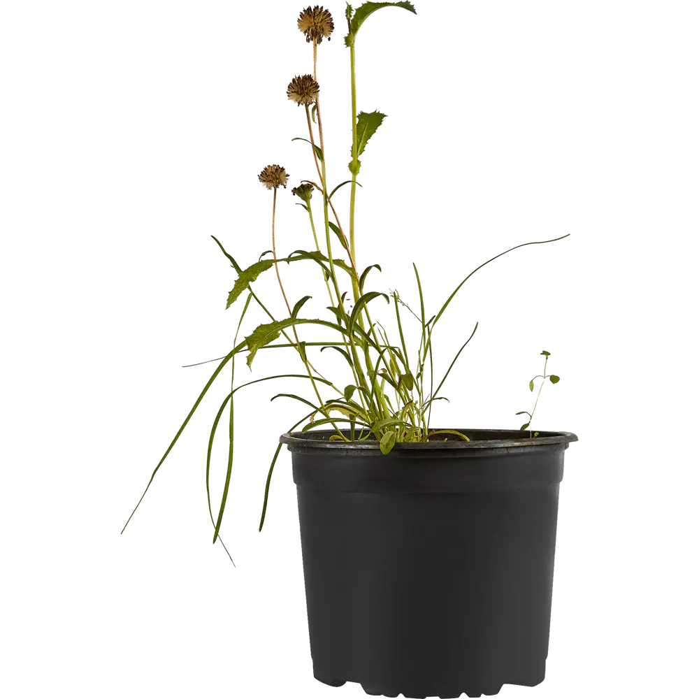 Santreyd Астра альпийская микс - многолетний цветущий саженец для сада 85324919 STLM-0955094 - Вид №1