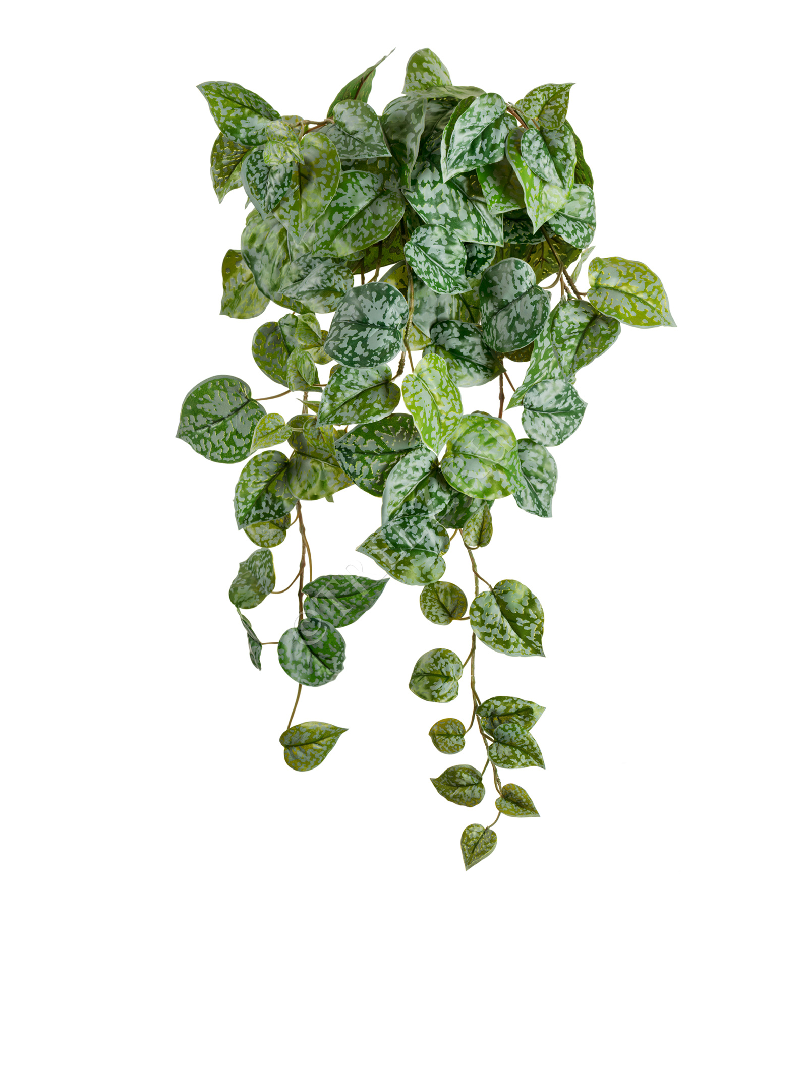 20.05190263GG-M Сциндапсус Пиктус серебристо-зелёный Цветочная коллекция  - Вид №2