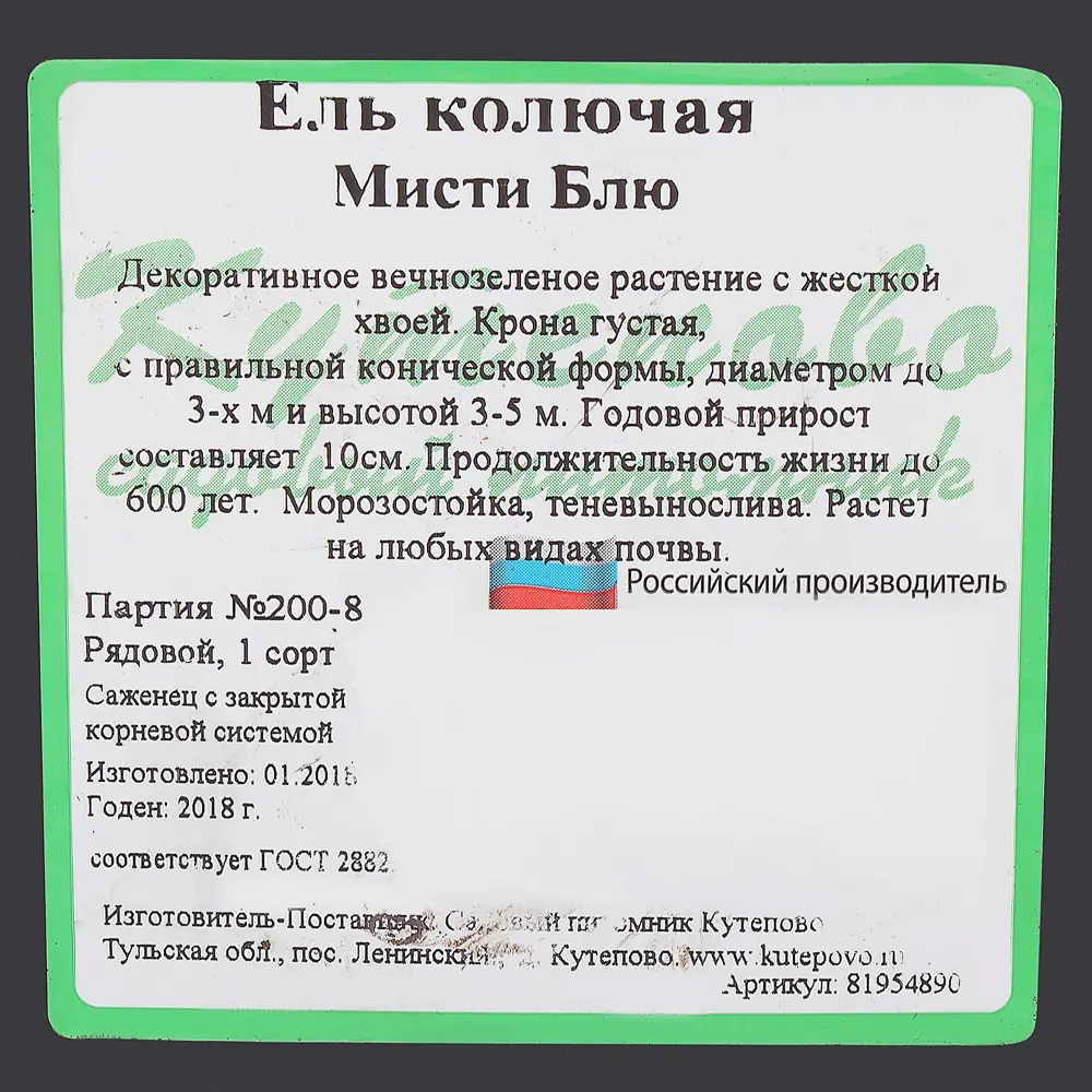 Ель колючая С2.4 «Мисти Блю» h40 81954890 STLM-2155250 Santreyd  - Вид №1