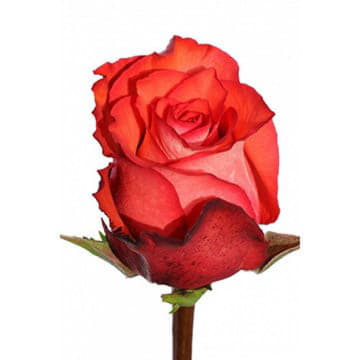 Роза Игуана 70 см Santreyd 25701