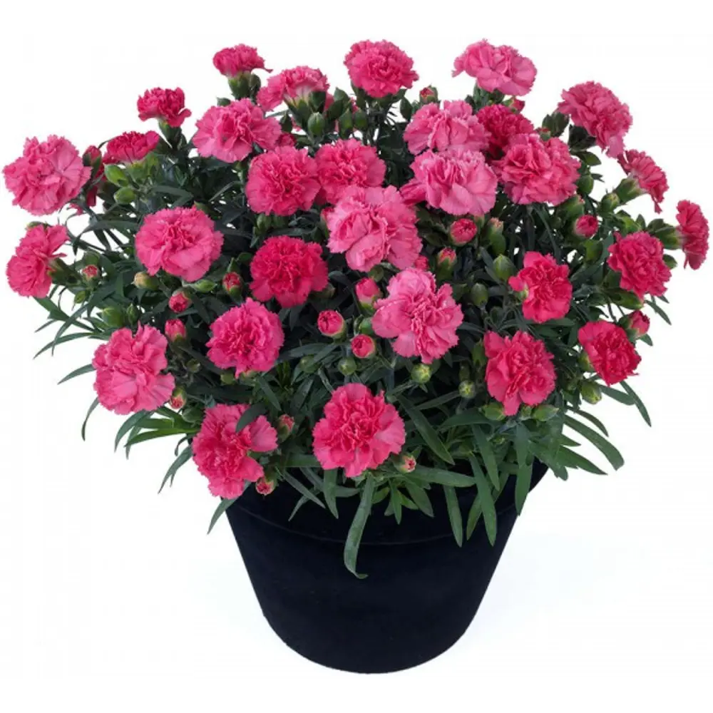 Гвоздика садовая Santreyd - разноцветная многолетняя рассада 84339568 STLM-0951084