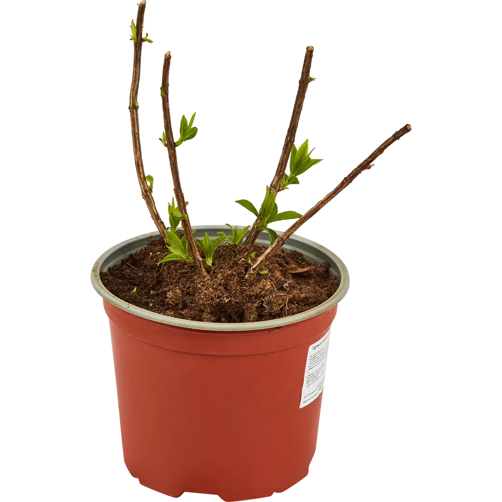 Гортензия метельчатая Santreyd - пышный кустарник с крупными соцветиями 82703595 STLM-0034459 - Вид №1