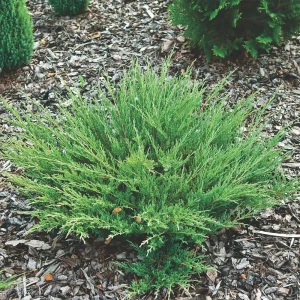 Можжевельник Андорра Компакт — стелющийся хвойный кустарник для сада 18470211