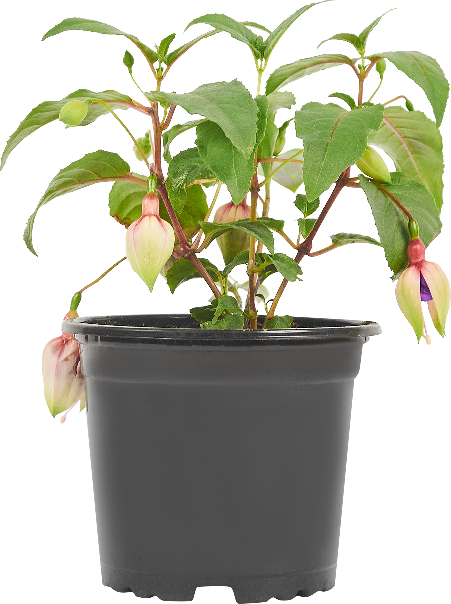 Фуксия Santreyd - цветущий саженец для сада и дома 83273240