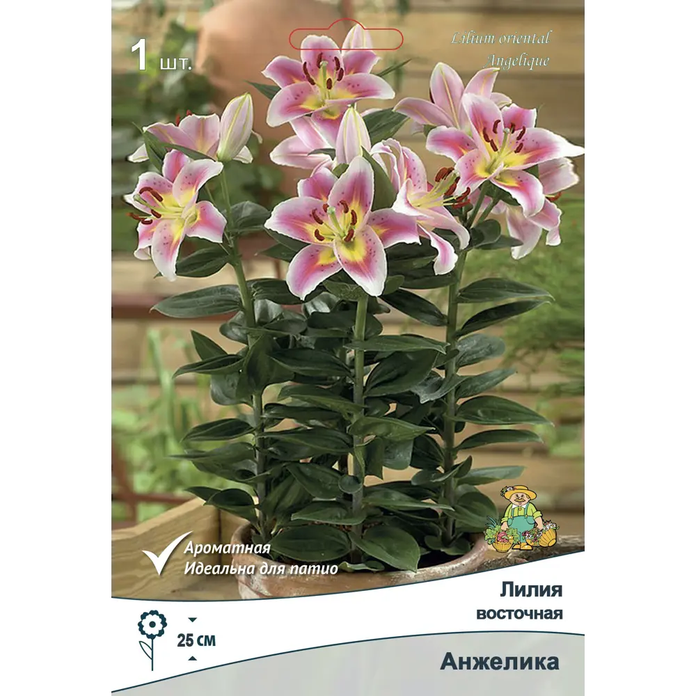 Лилия восточная Анжелика 12/14 89381259 STLM-2209623 ПОИСК 