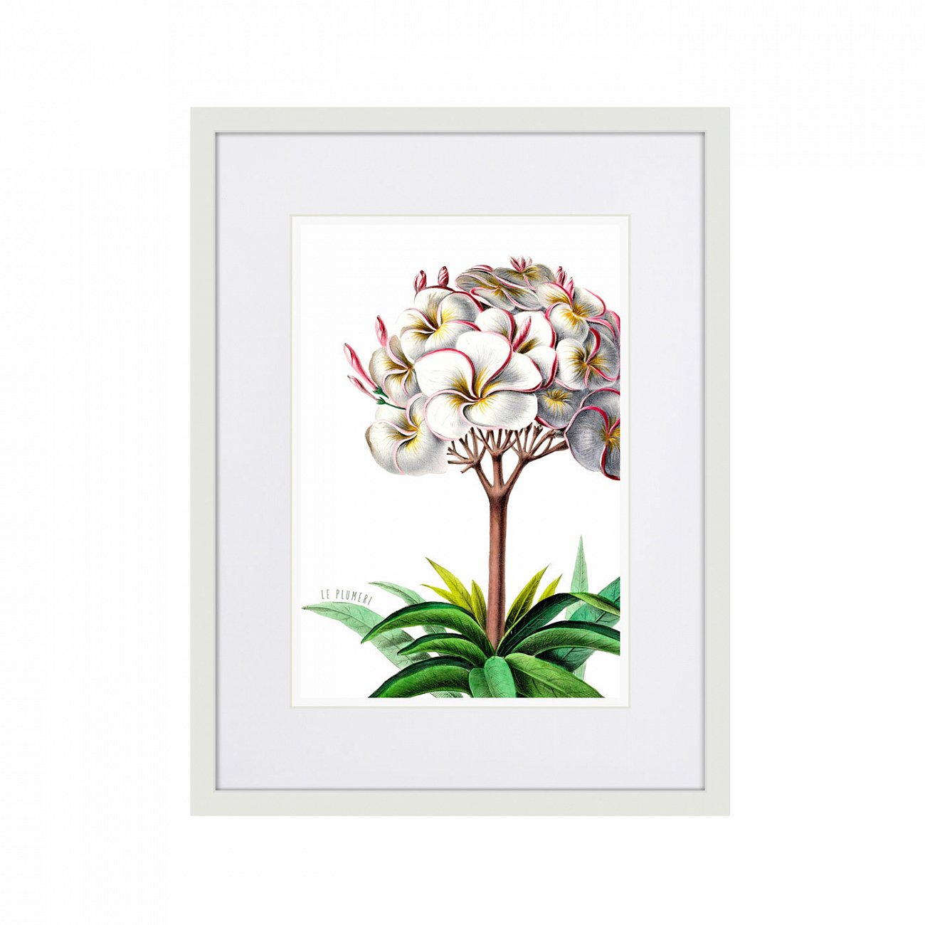 Картина в раме 32х42 см Caribian Flora Plumeria, 1740г. КАРТИНЫ В КВАРТИРУ  264445 Зеленый;серый;разноцветный  - Вид №1