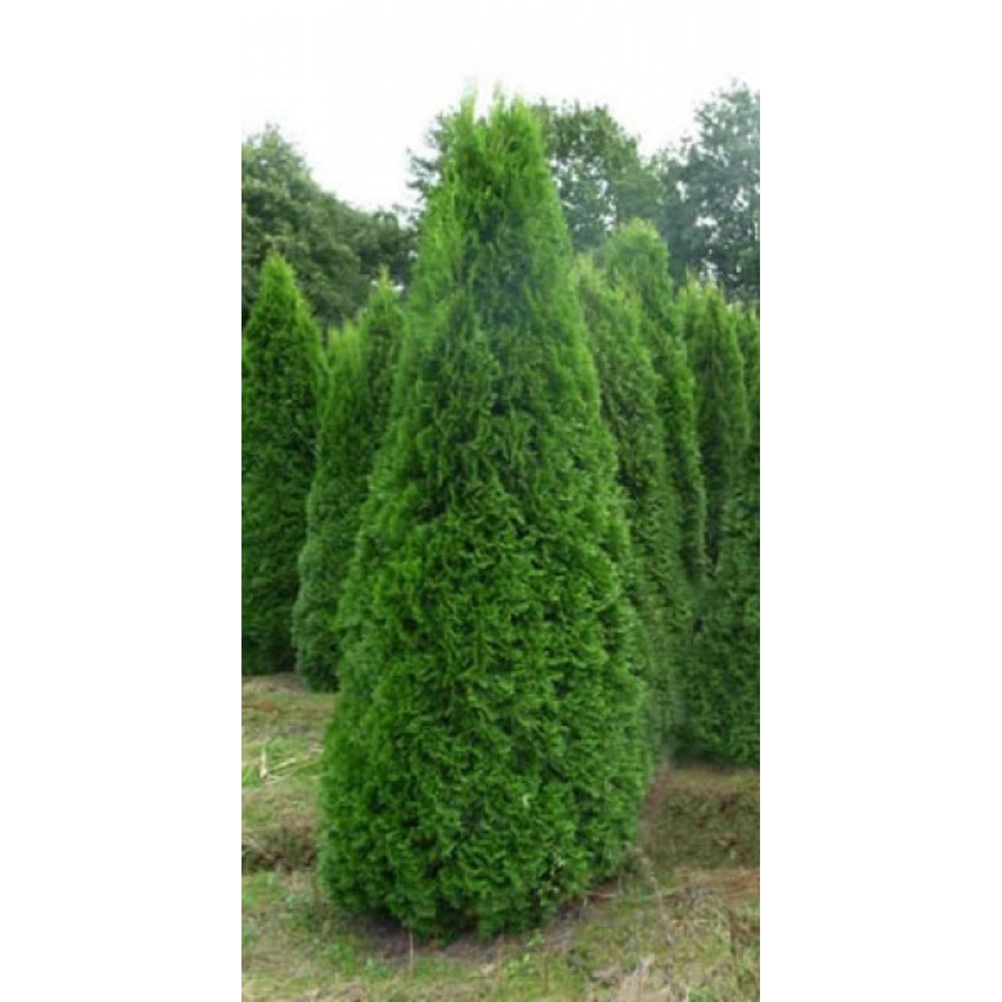 82596817 Туя западная «Смарагд» 15x30 см Santreyd  - Вид №2