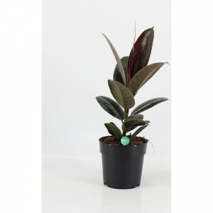 82578719 Фикус эластика мелани d12 h35