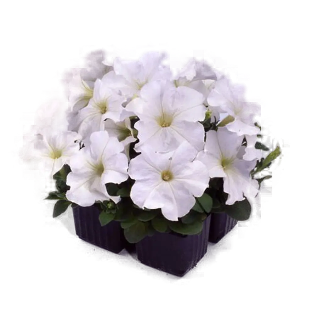 Петуния крупноцветковая микс h20 см в кассете, 4 шт. 84299076 STLM-2110650 Santreyd  - Вид №3
