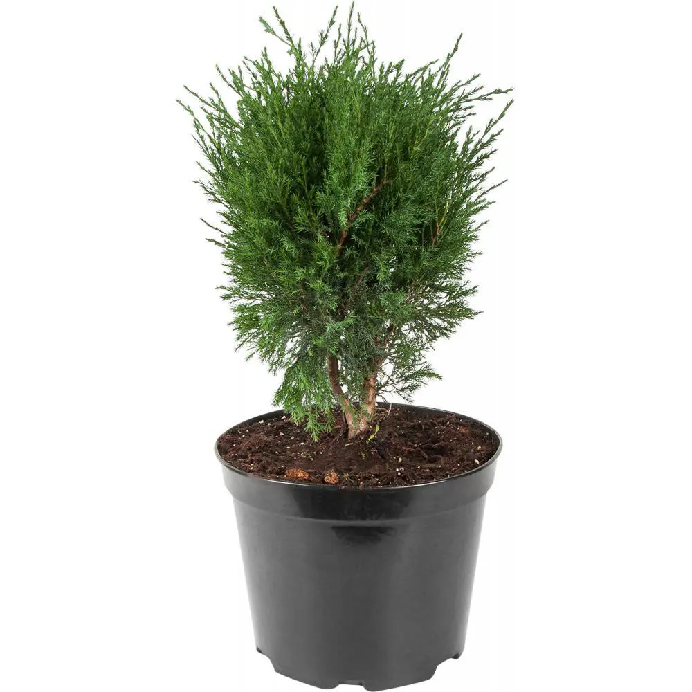Можжевельник средний Минт Джулеп ø19 h20 - 30 см 87691125 STLM-2053886 PLANTMARKET 